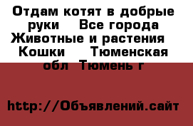 Отдам котят в добрые руки. - Все города Животные и растения » Кошки   . Тюменская обл.,Тюмень г.